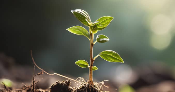 Thumbnail image for Study #4: What does God plan on producing in our lives?